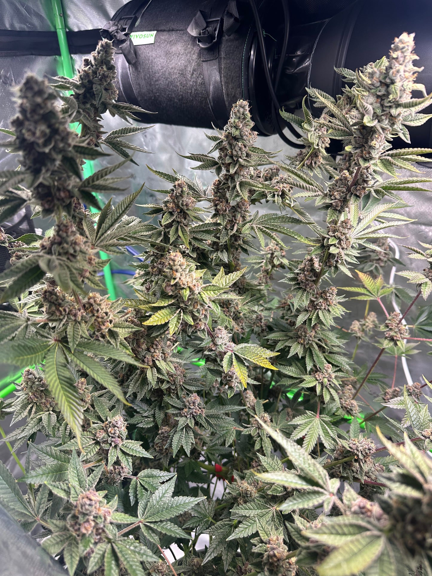 Northern Nights 3.5g